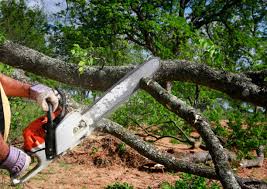  Pine Nyon, CA Tree Care Pros