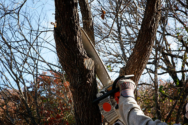 Pine Canyon, CA Tree Care Company