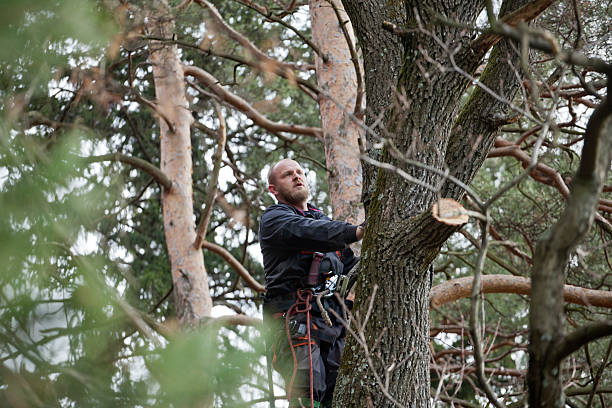 Best Fruit Tree Pruning  in Pine Nyon, CA